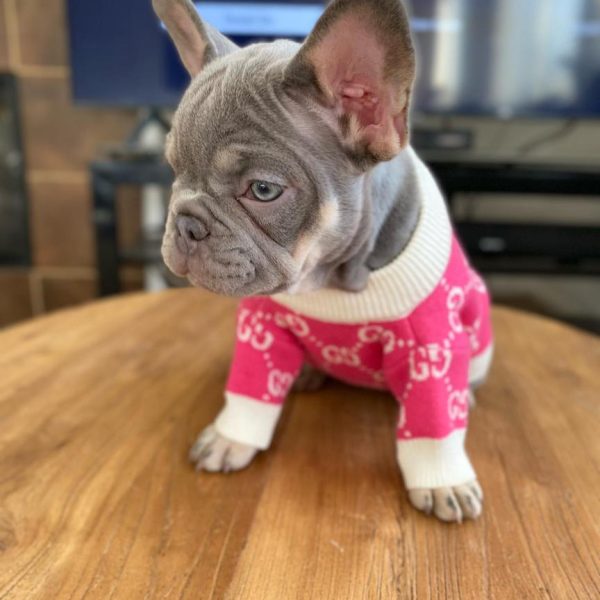 TFC Frenchie puppy (14)