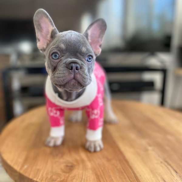 TFC Frenchie puppy (15)