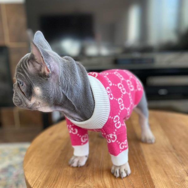 TFC Frenchie puppy (16)