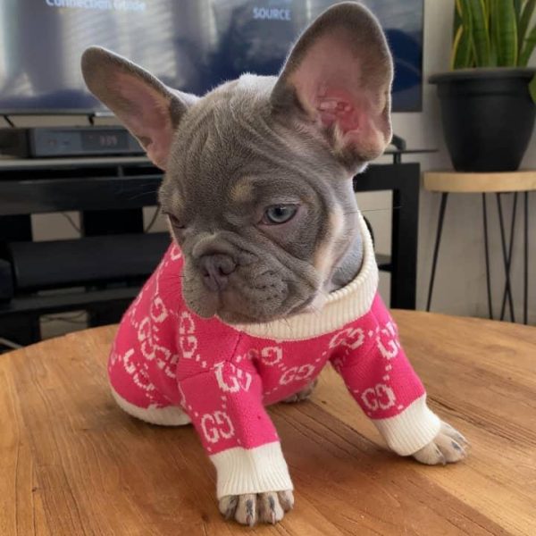 TFC Frenchie puppy (19)