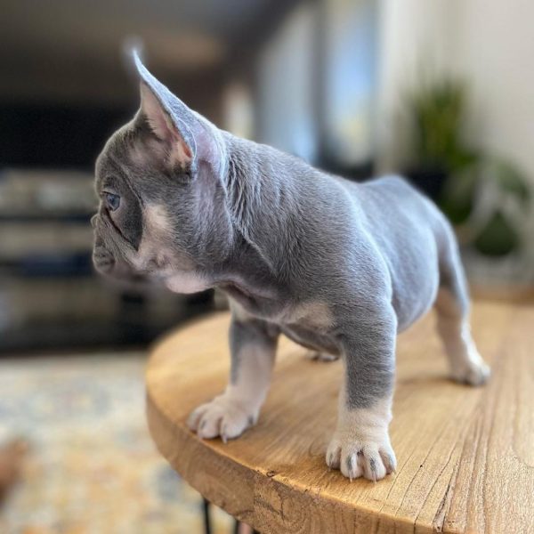 TFC Frenchie puppy (20)