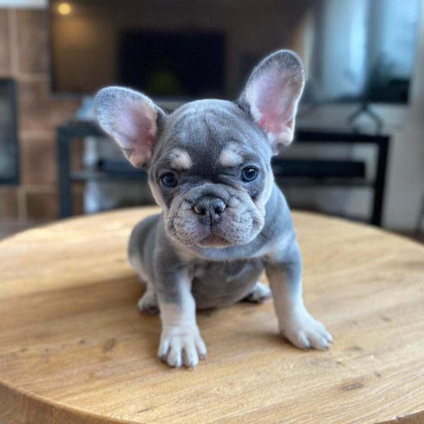 TFC Frenchie puppy (21)