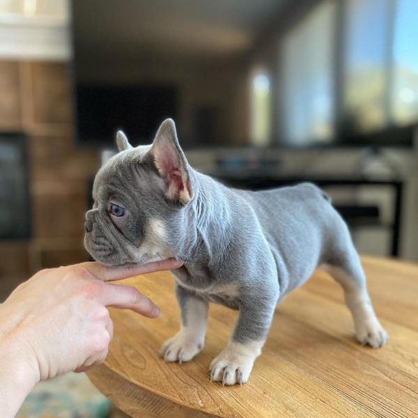 TFC Frenchie puppy (22)