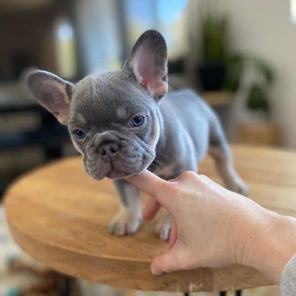 TFC Frenchie puppy (23)