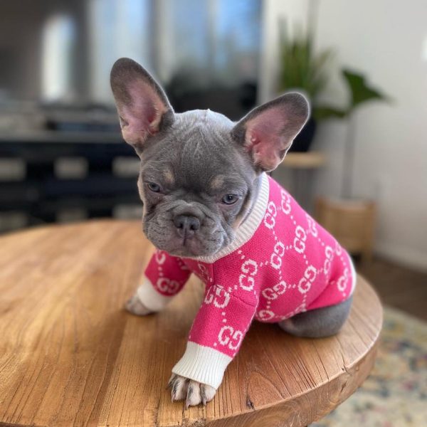 TFC Frenchie puppy (24)