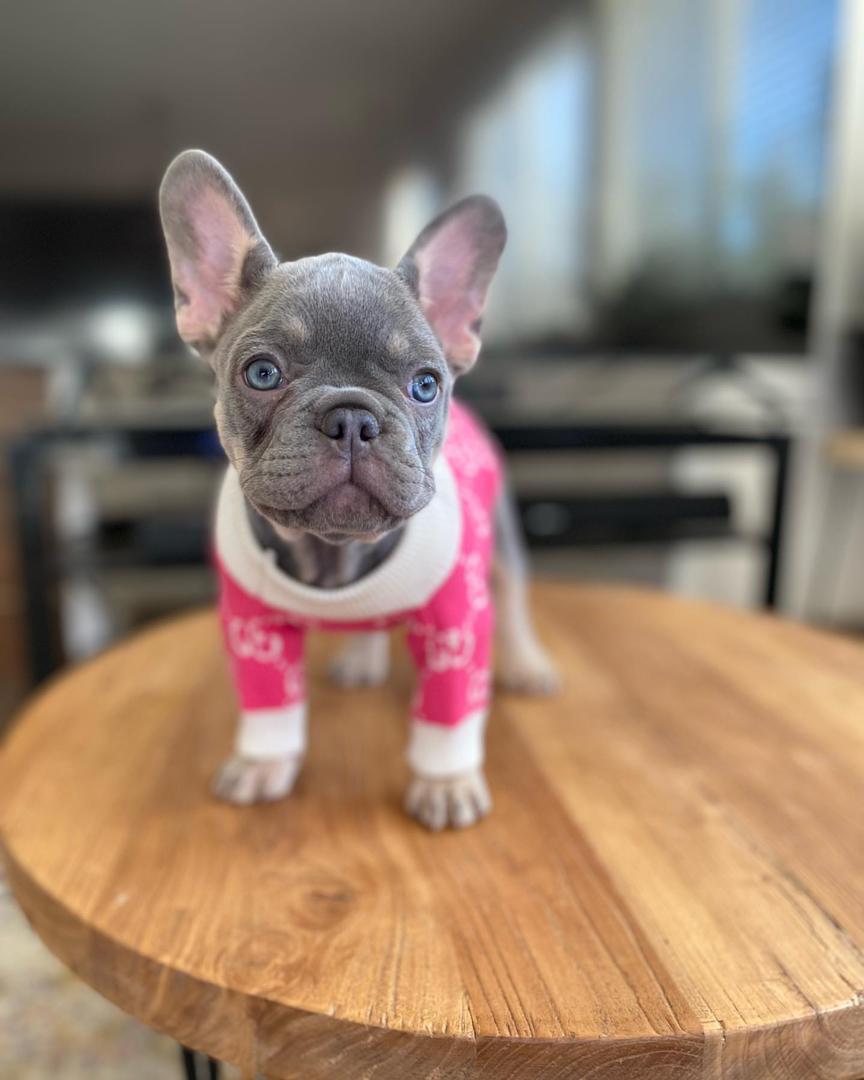 TFC Frenchie puppy (26)