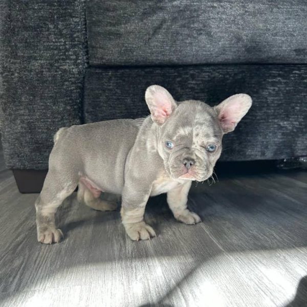 TFC Frenchie puppy (4)